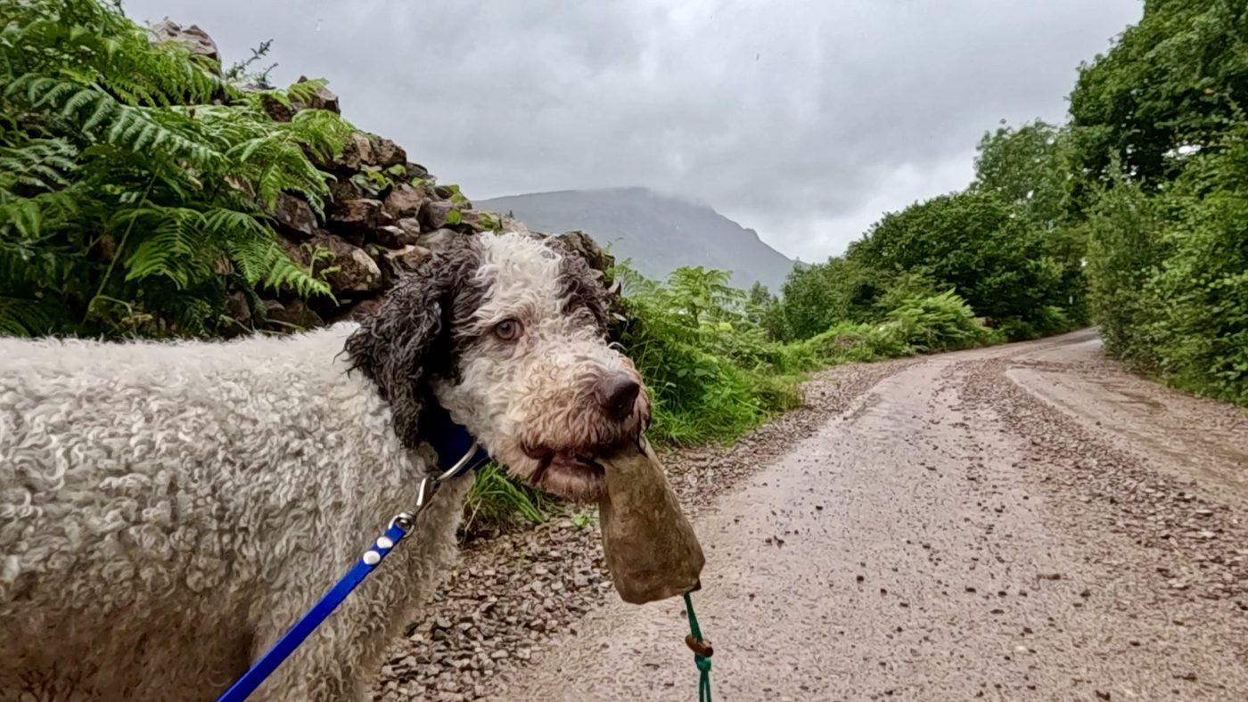 Ein nasser Lagotto trägt einen Futterbeutel im Maul, im Hintergrund ein Bergweg im Regen