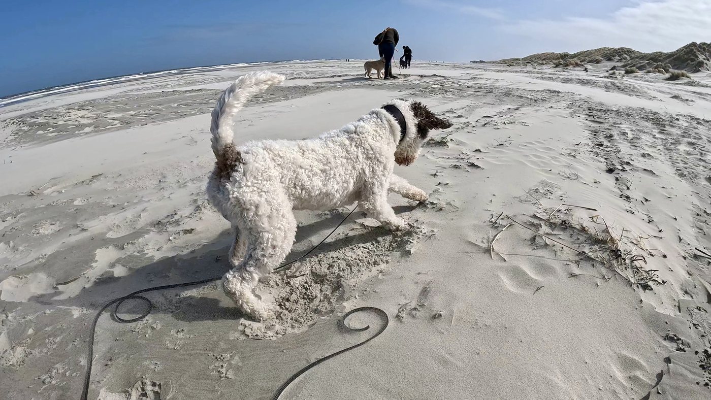 Lagotto am Strand, die Leine liegt locker im Sand, weit hinten andere Menschen mit Hunden