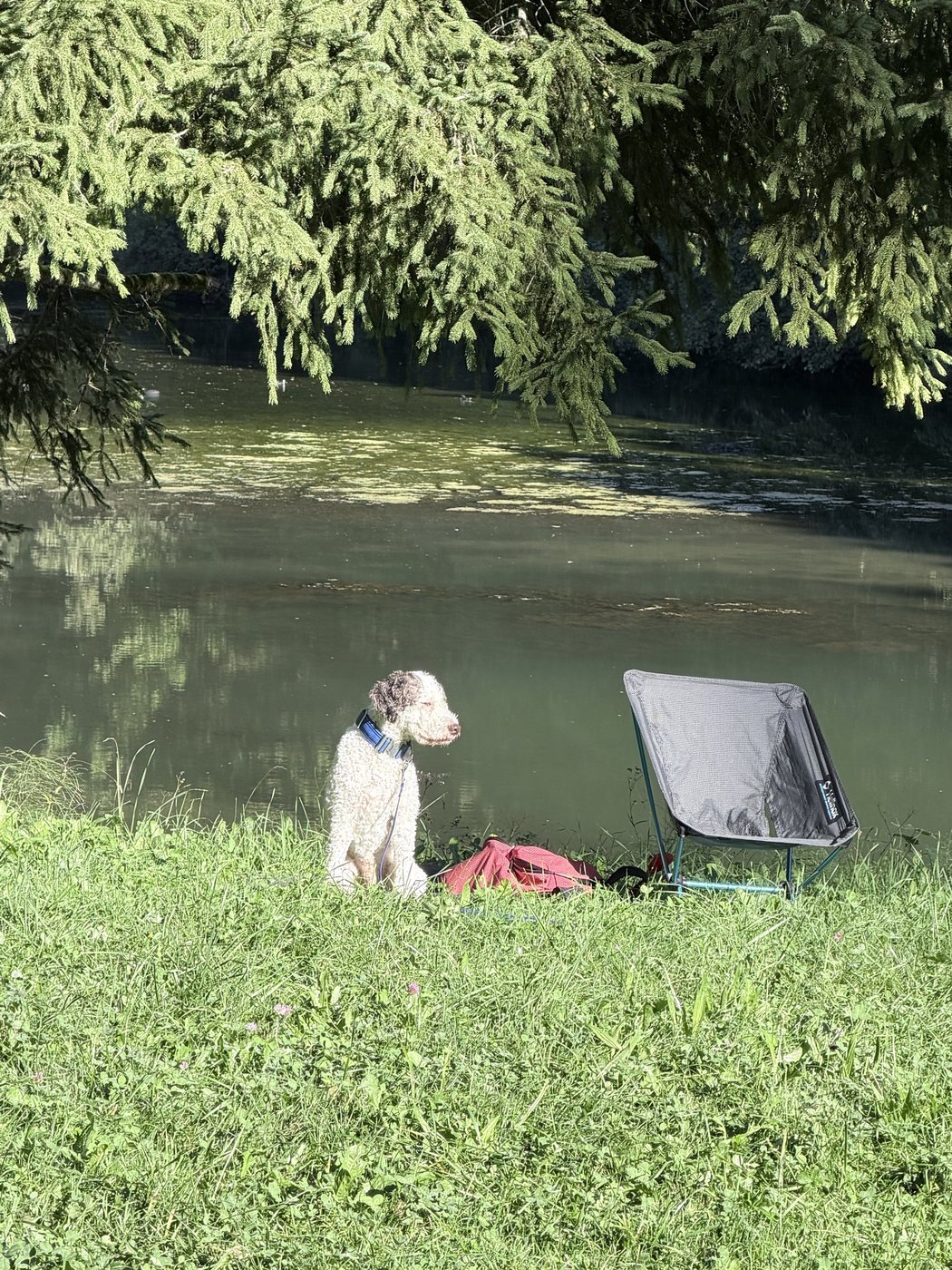 Ein Lagotto sitzt am Ufer eines Weihers neben einem leeren Klappstuhl und schaut über das Wasser