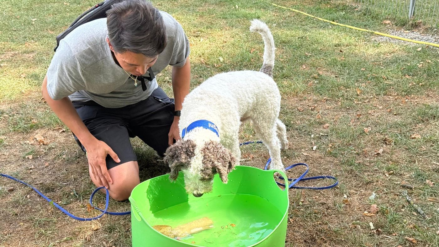 Lagotto sucht mit dem Kopf unter Wasser in einer Wanne nach einem Gegenstand